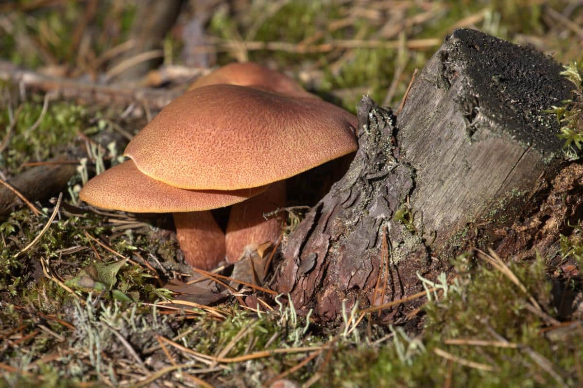 Tricholomopsis rutilans