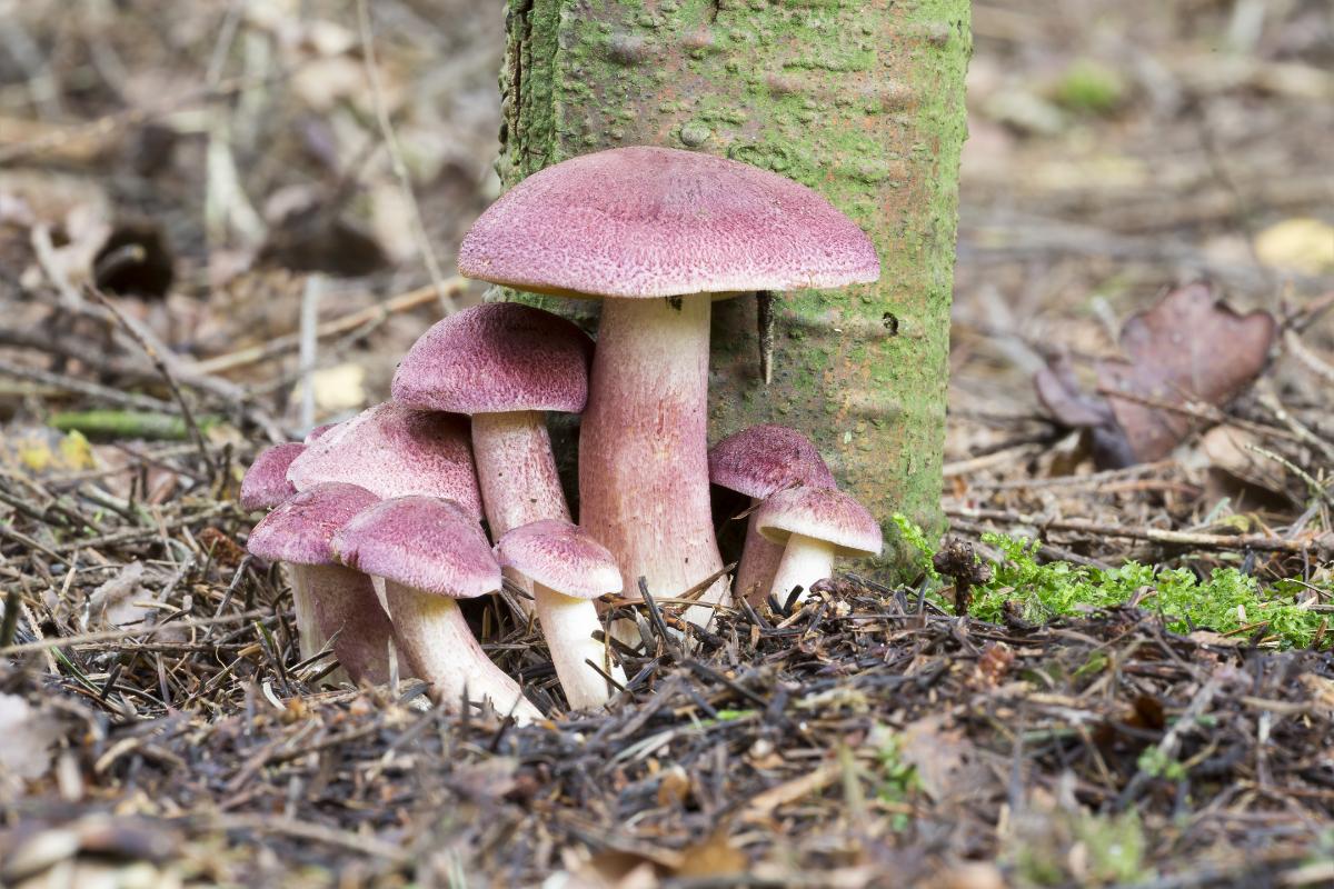 Tricholomopsis rutilans