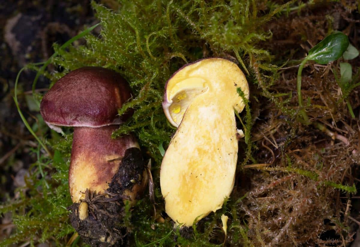 Tricholomopsis rutilans
