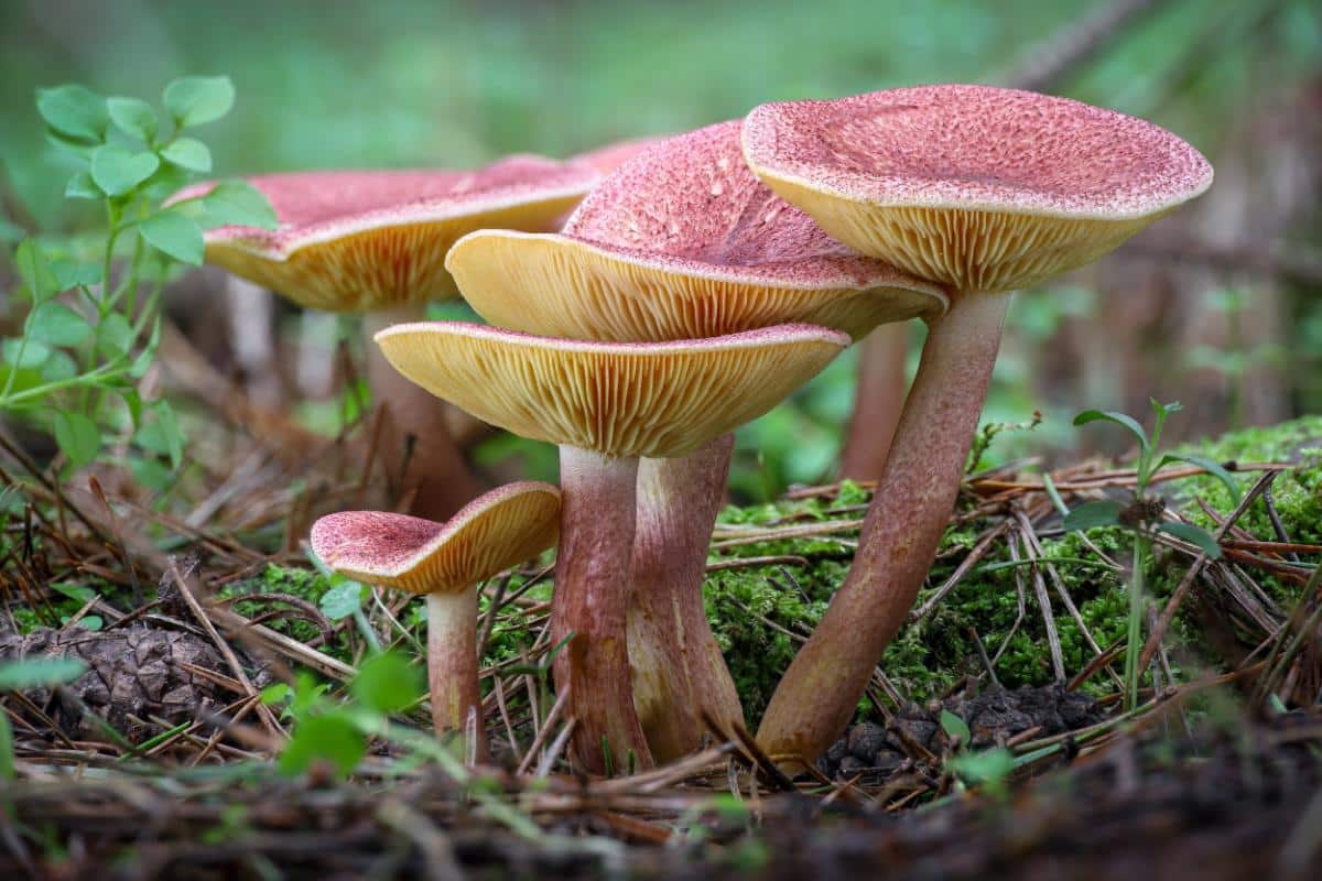 plums and custard mushroom