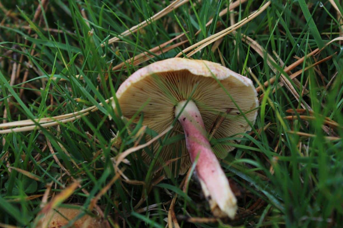 plums and custard gills