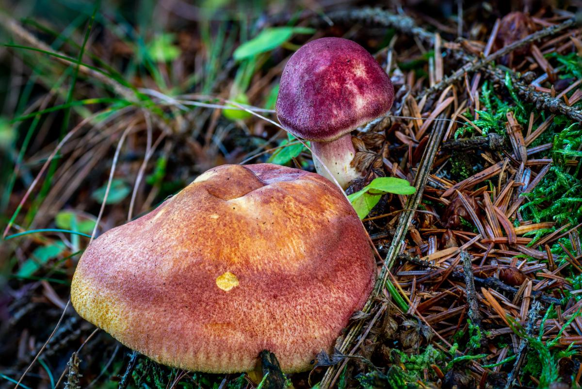 Tricholomopsis rutilans