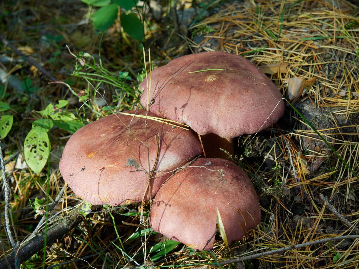 plums and custard mushroom
