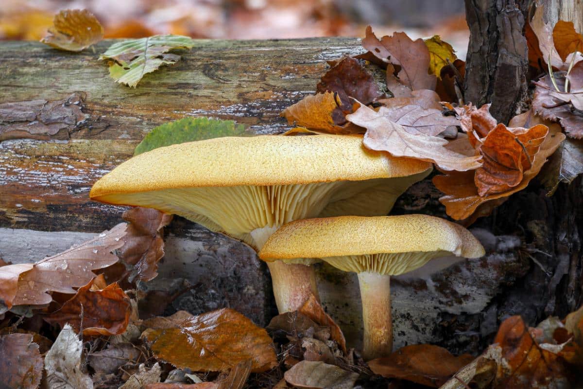 Tricholomopsis rutilans