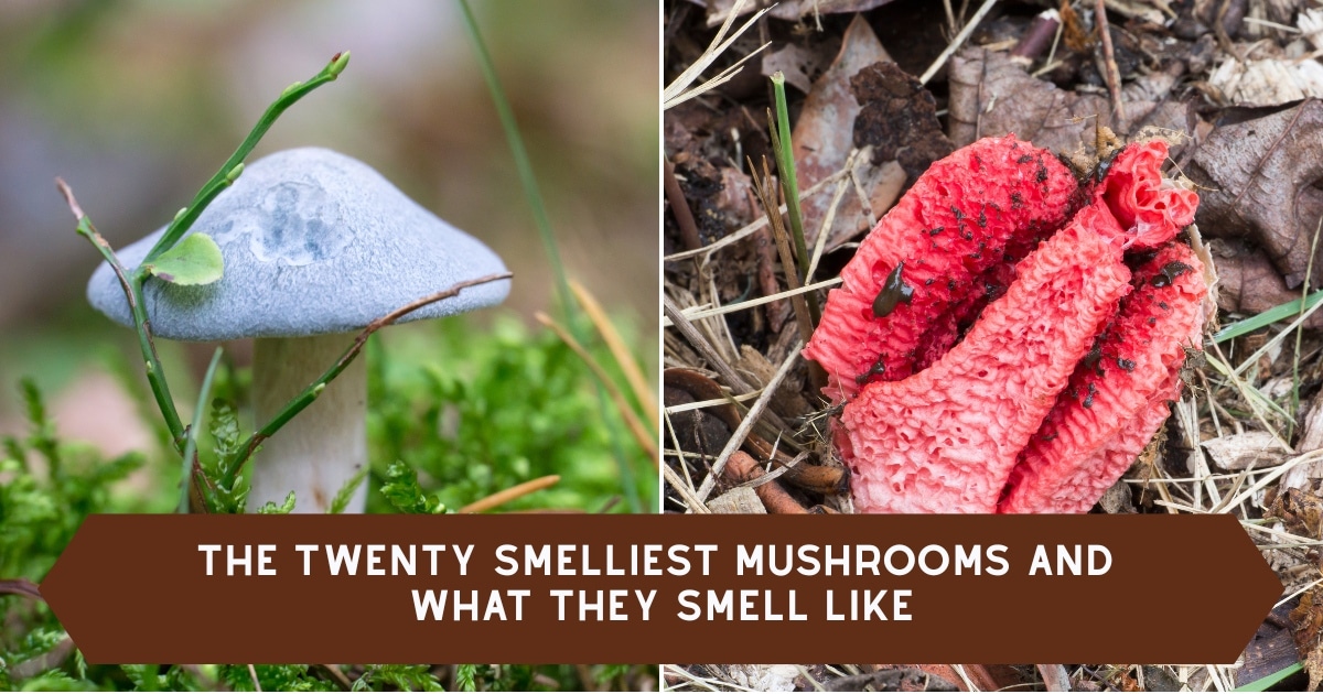 the twenty smelliest mushrooms