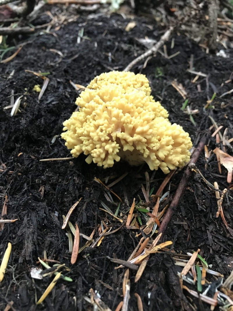 Ramaria magnipes