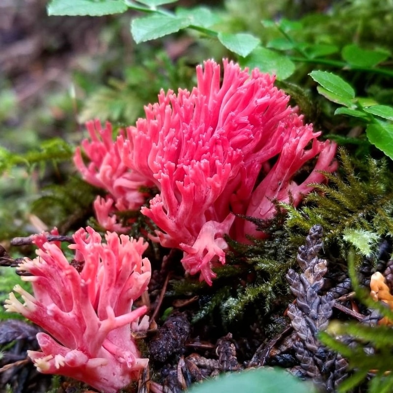 Ramaria araiospora