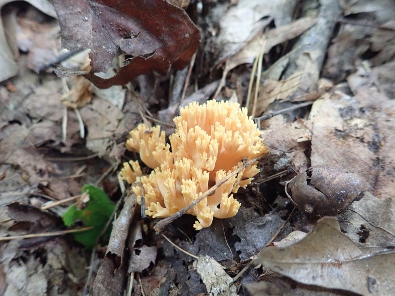 Ramaria formosa