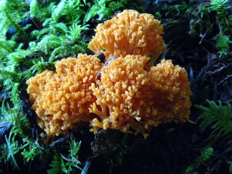 Ramaria largentii