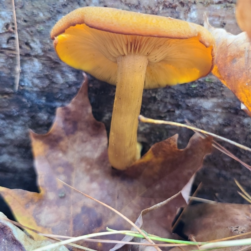 Tricholomopsis decora