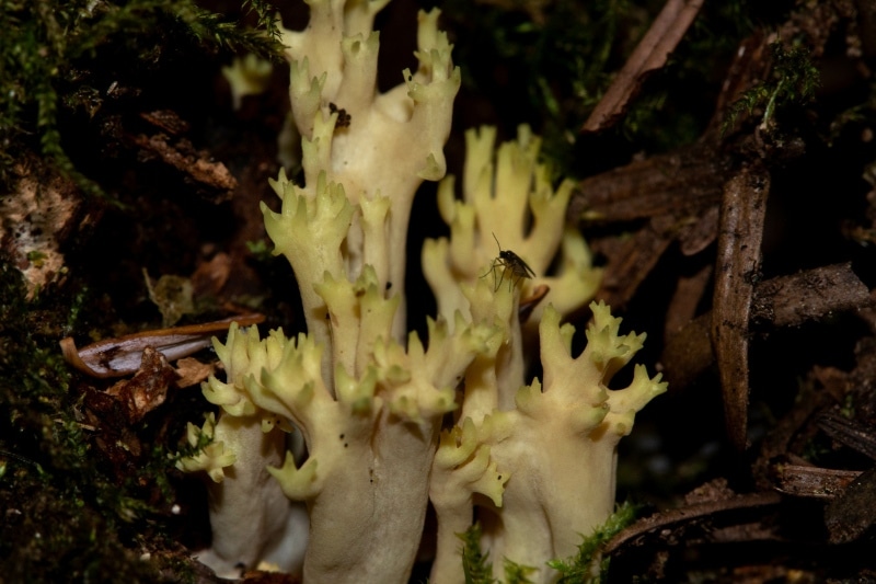Phaeoclavulina