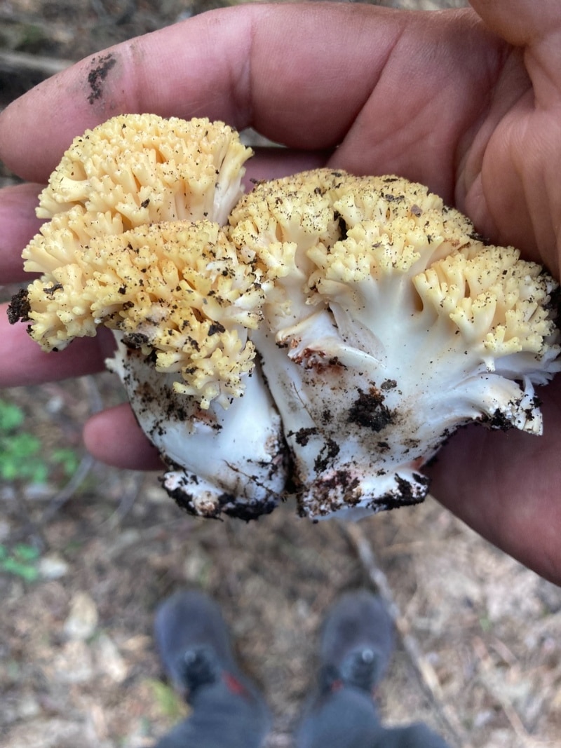 Ramaria rasilispora