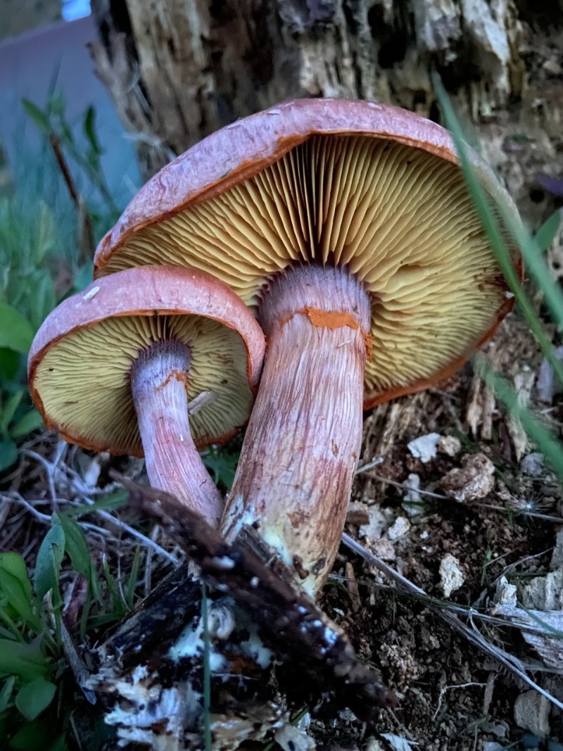 Gymnopilus luteofolius