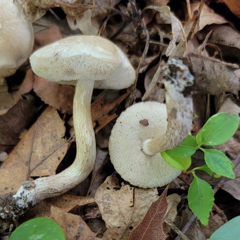 Leccinellum albellum