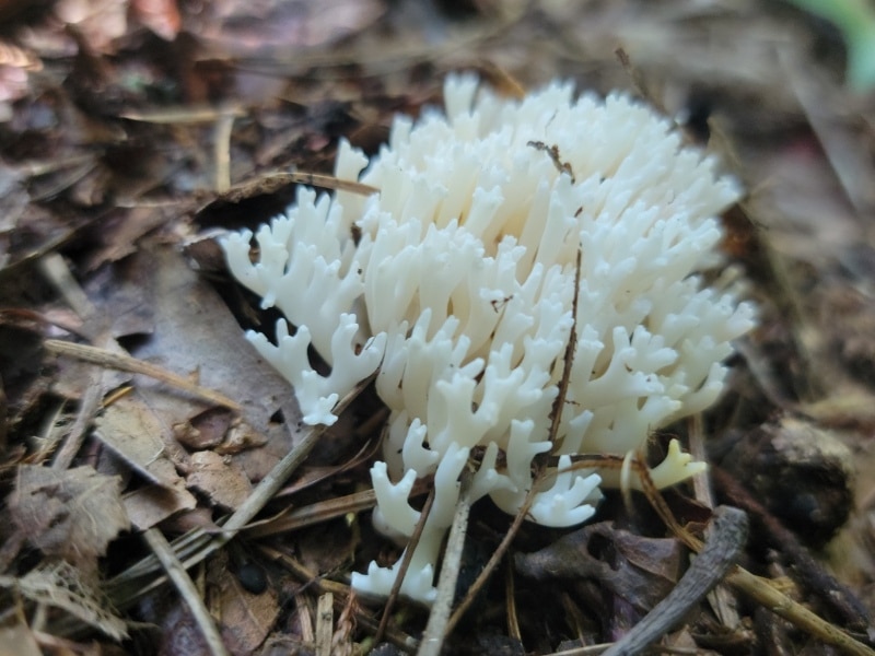 Ivory coral (Ramariopsis kunzei)
