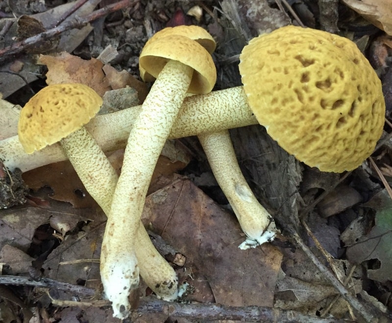 Leccinellum rugosiceps