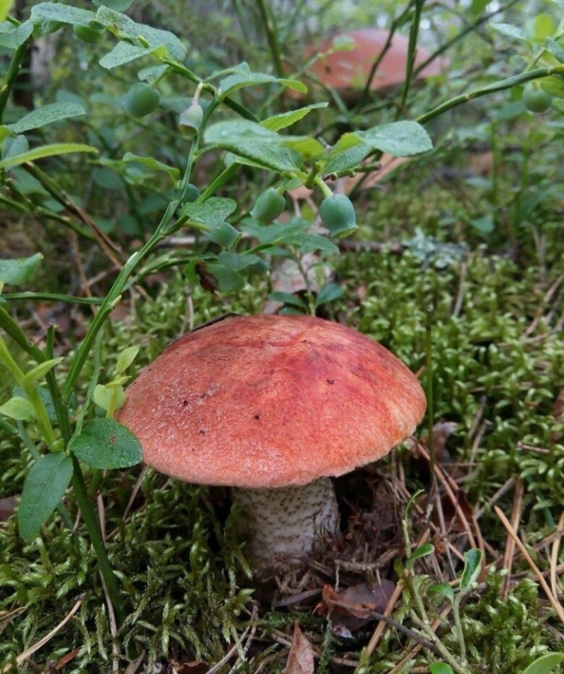 Leccinum manzanitae