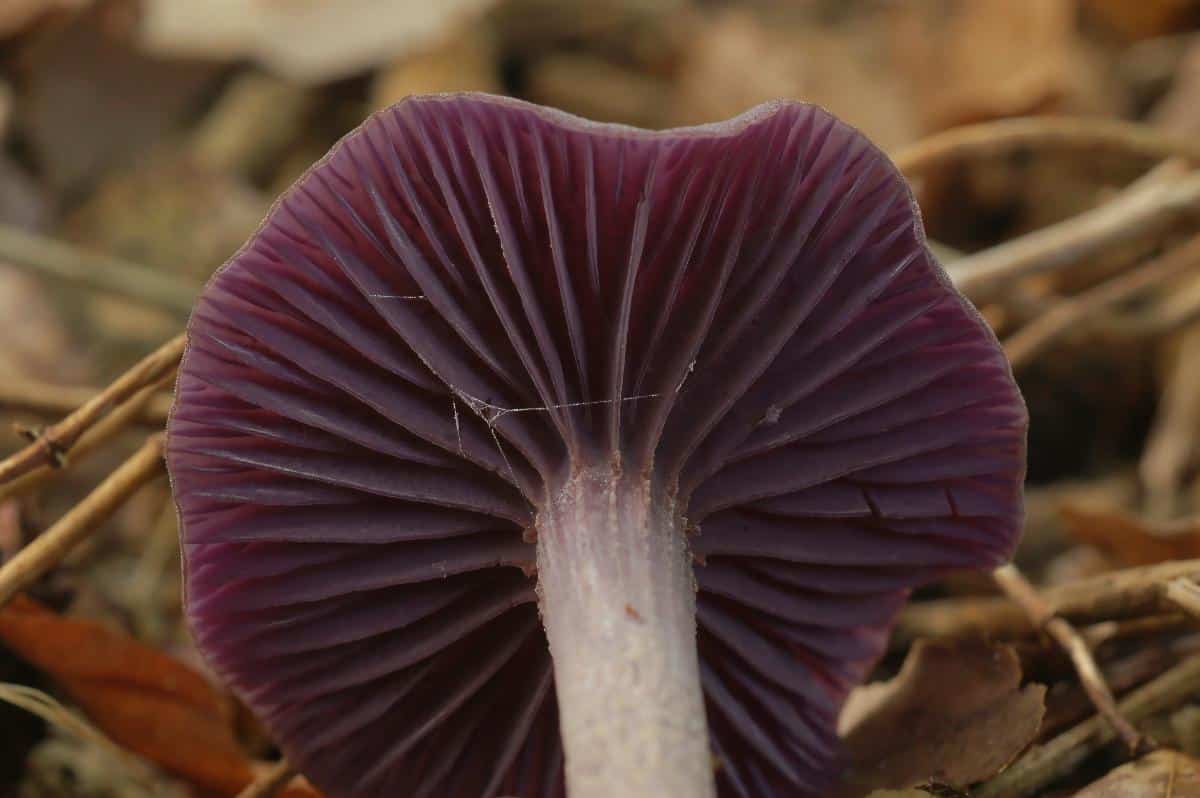 laccaria amethystina
