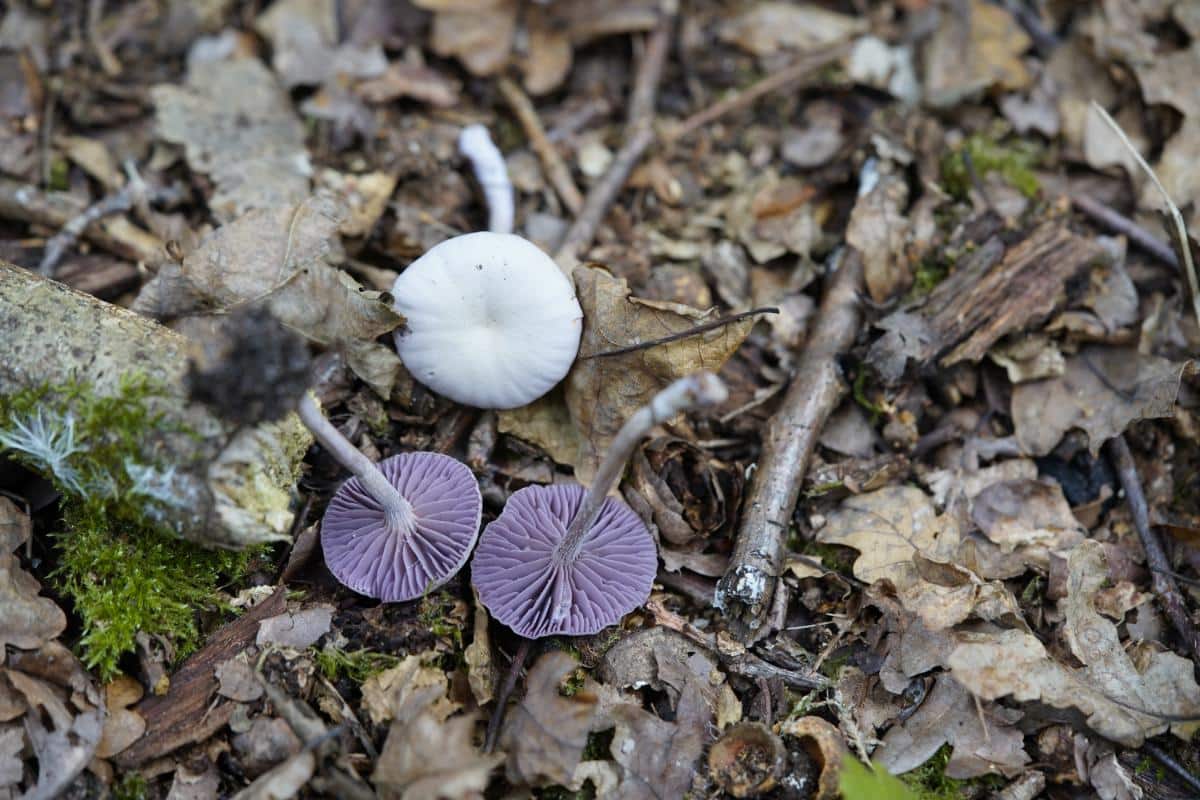gills of amethyst laccaria