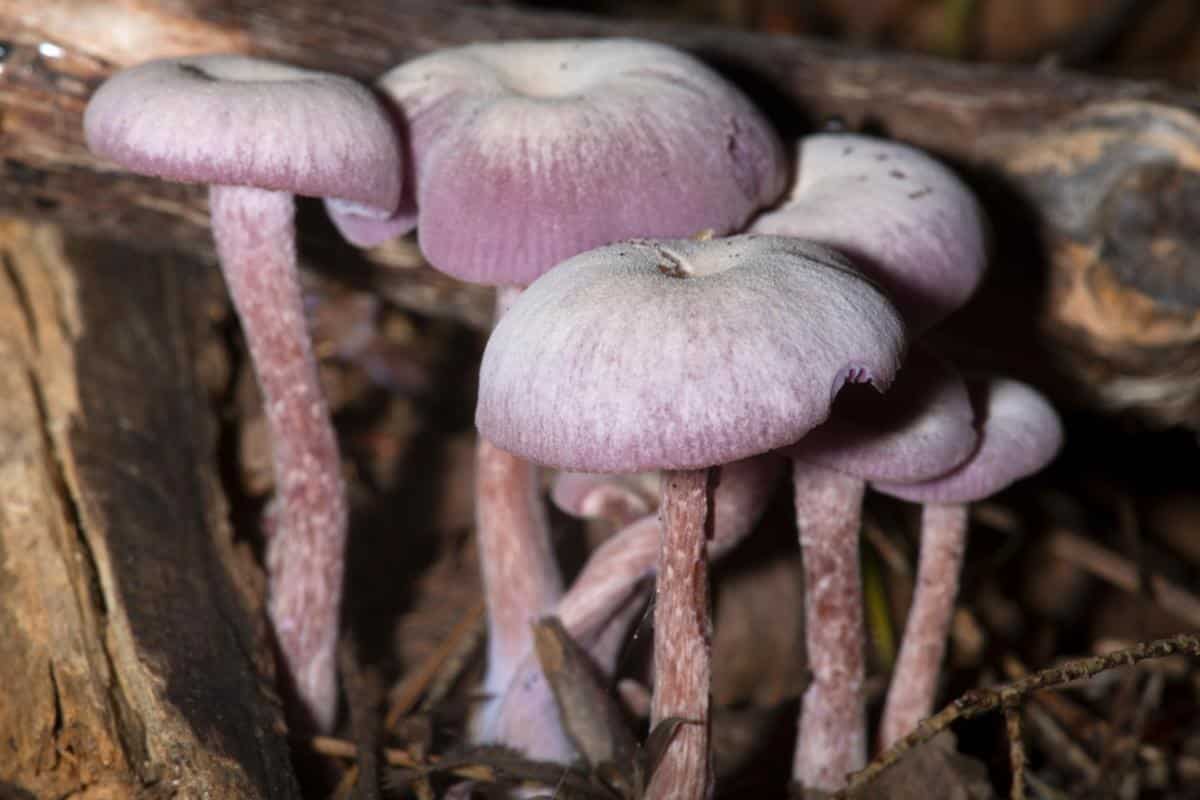 amethyst deceiver mushroom