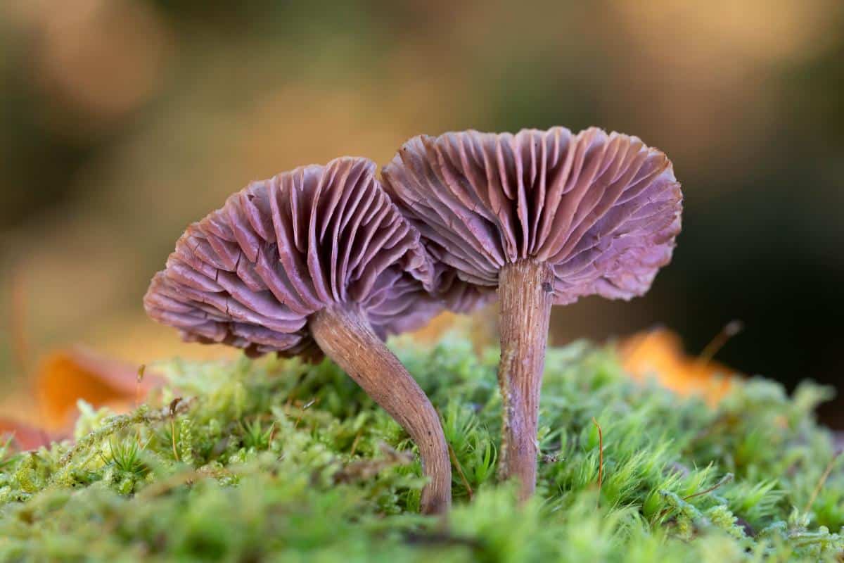 Laccaria amethystina