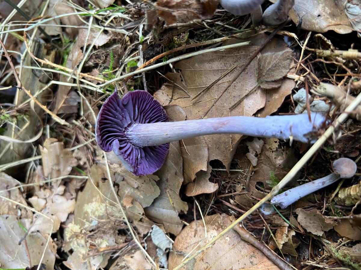 amethyst deceiver gills and stem