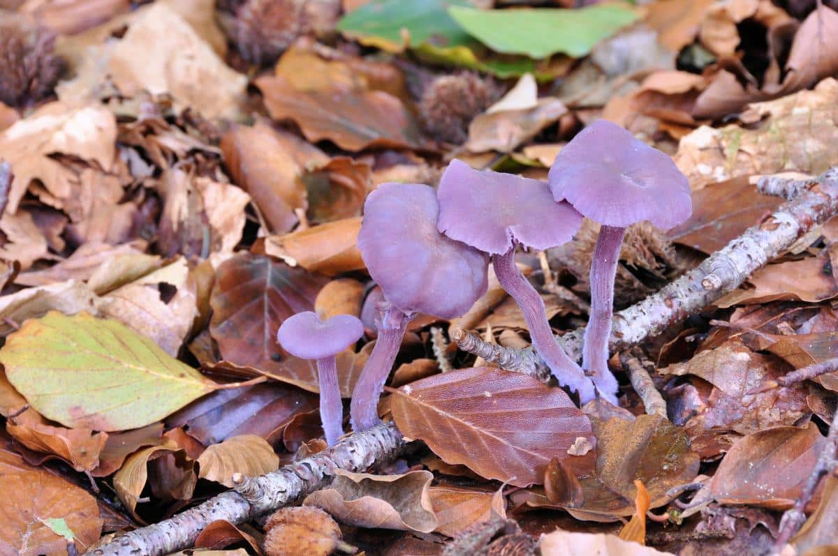Laccaria amethystina