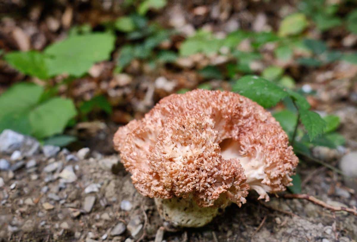 Pink-tipped coral (Ramaria botrytis)