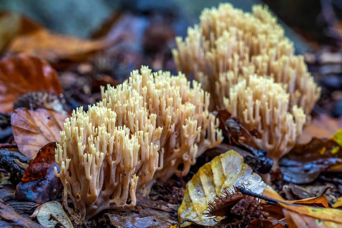 coral mushrooms