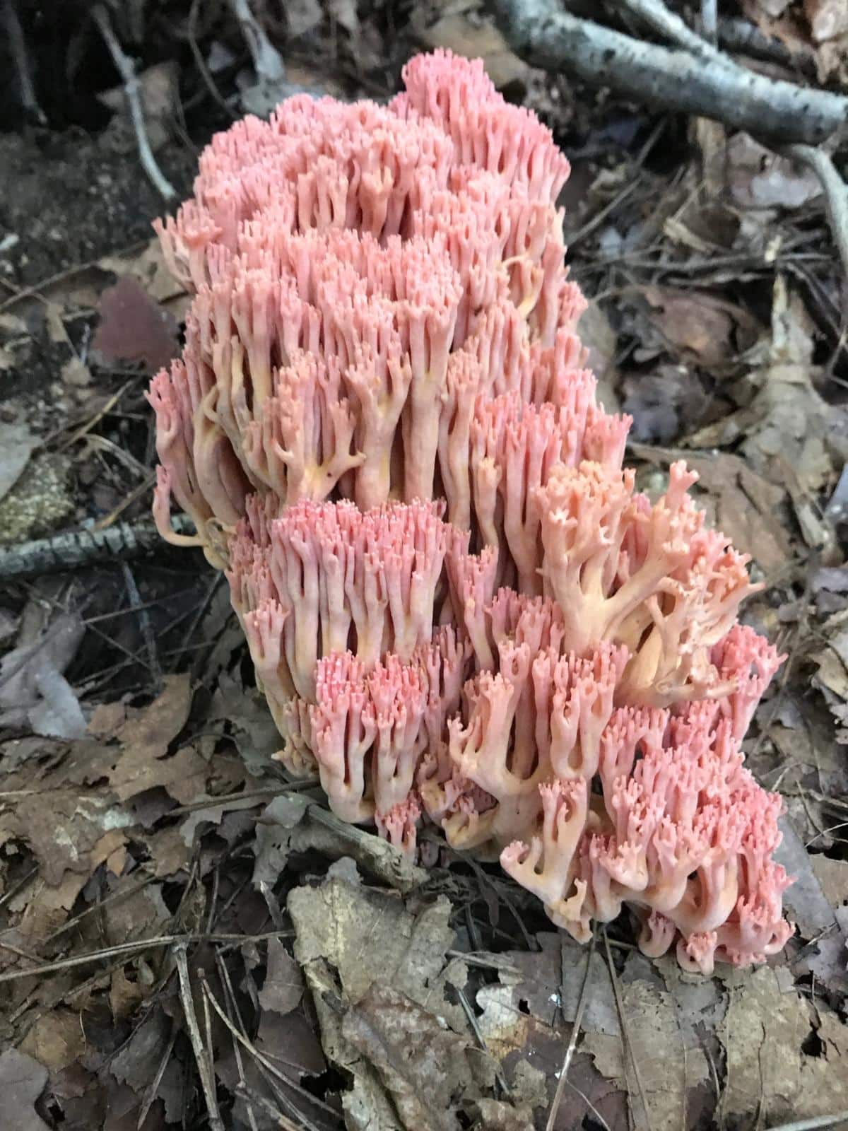 Ramaria aka coral mushrooms