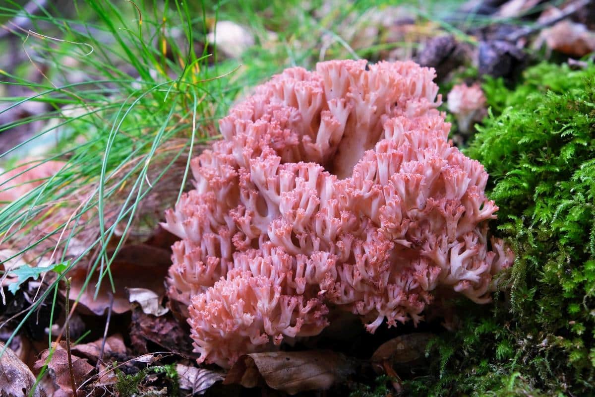 Coral mushrooms Ramaria bright pink