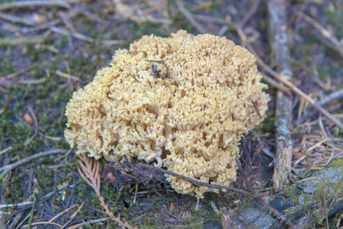 yellow coral mushroom