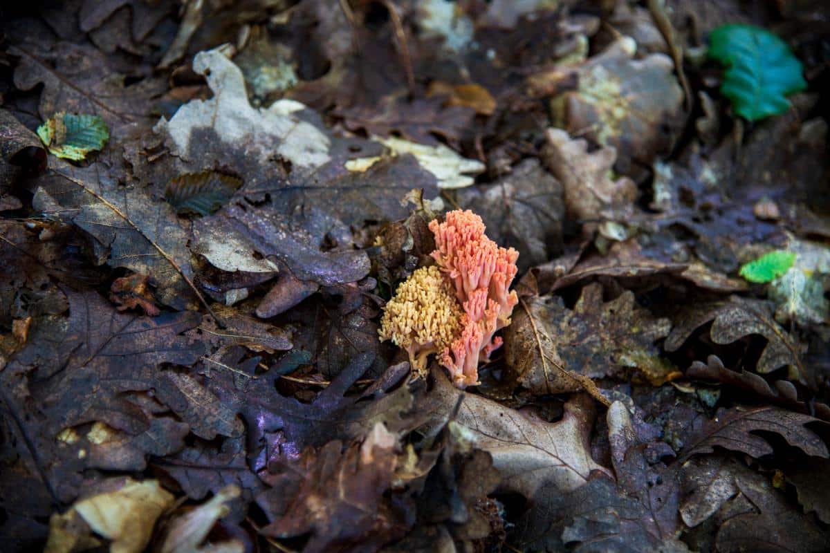 yellow and pink coral mushrooms in soil