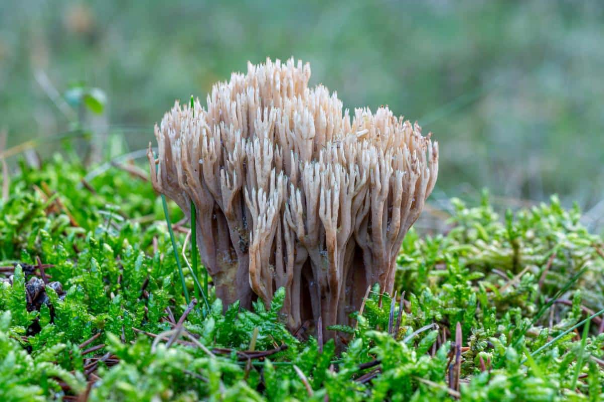 grayish coral mushroom large