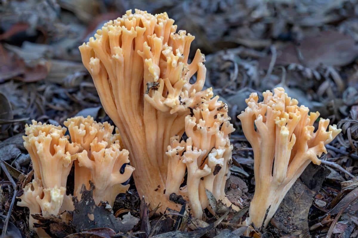 yellow Ramaria coral