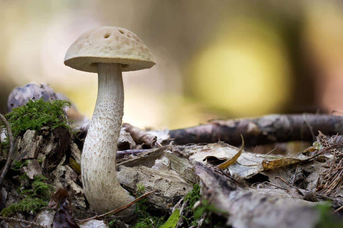 ghost bolete