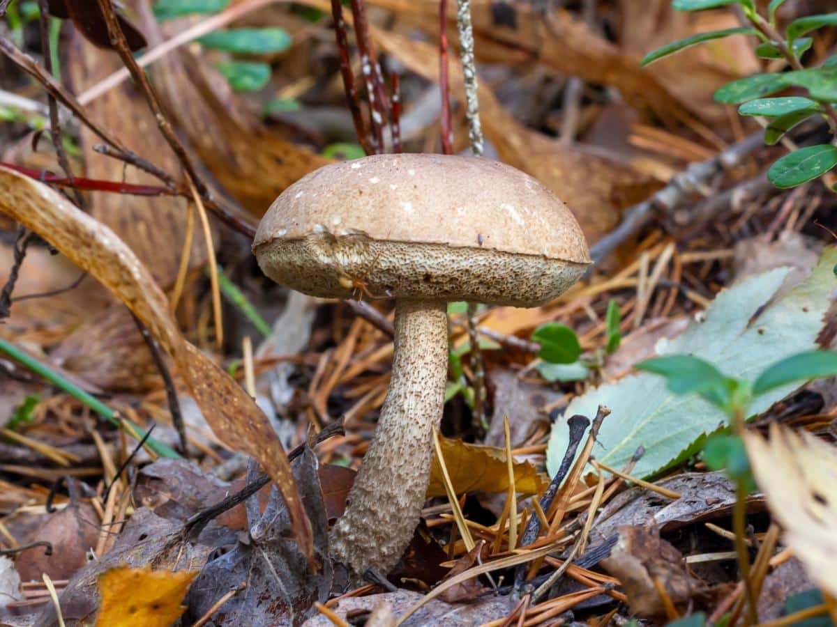 Leccinum bolete