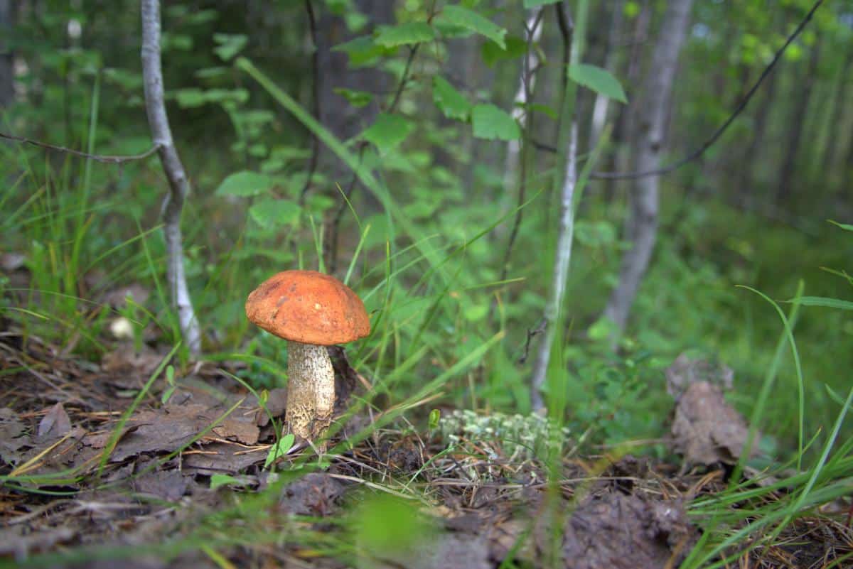 black footed bolete