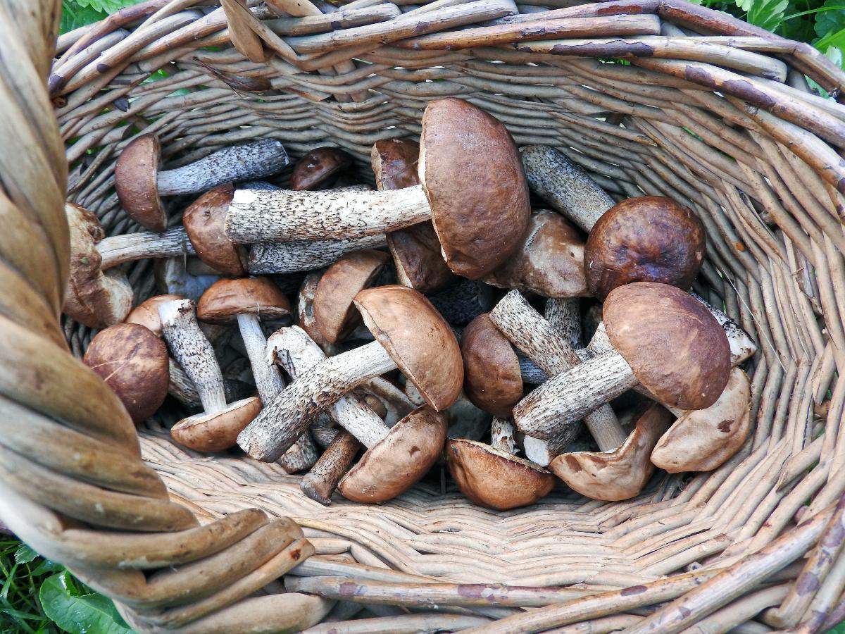 Leccinum basket full of them