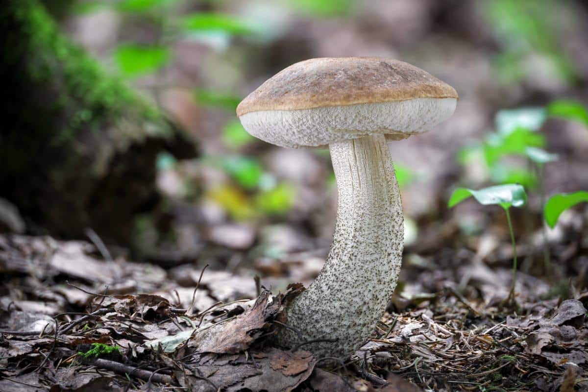 birch bolete
