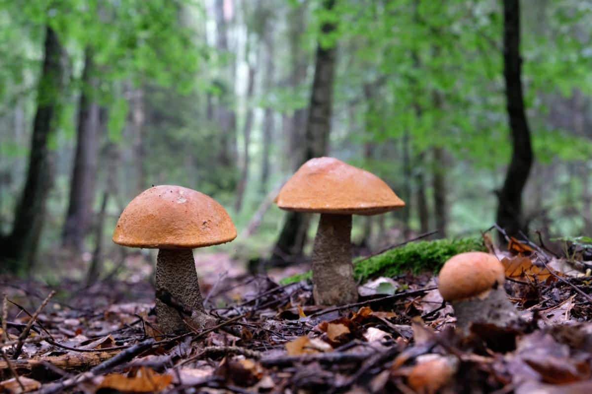 scaber stalks Leccinum