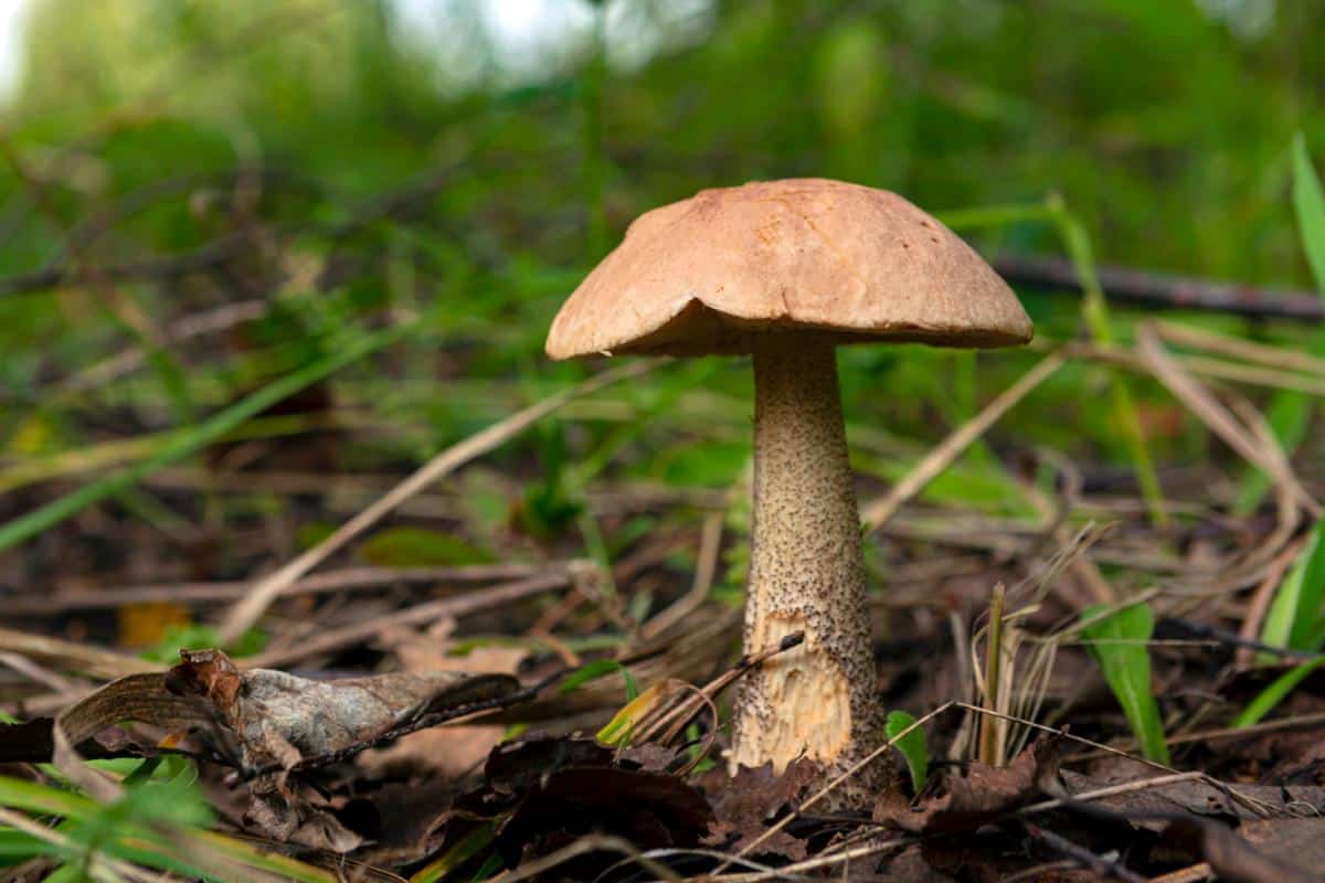 red capped scaber stalk