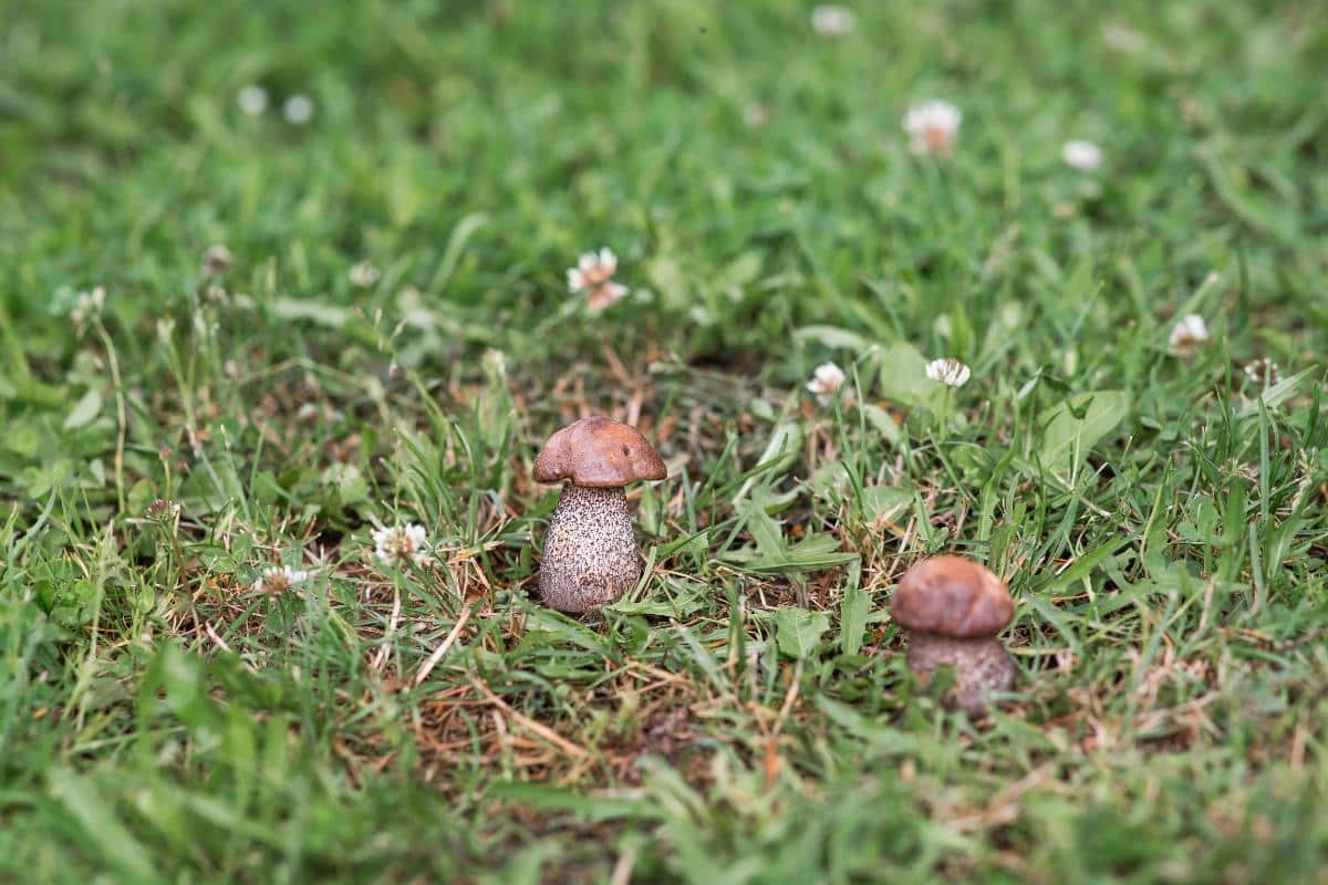 scaber stalk boletes