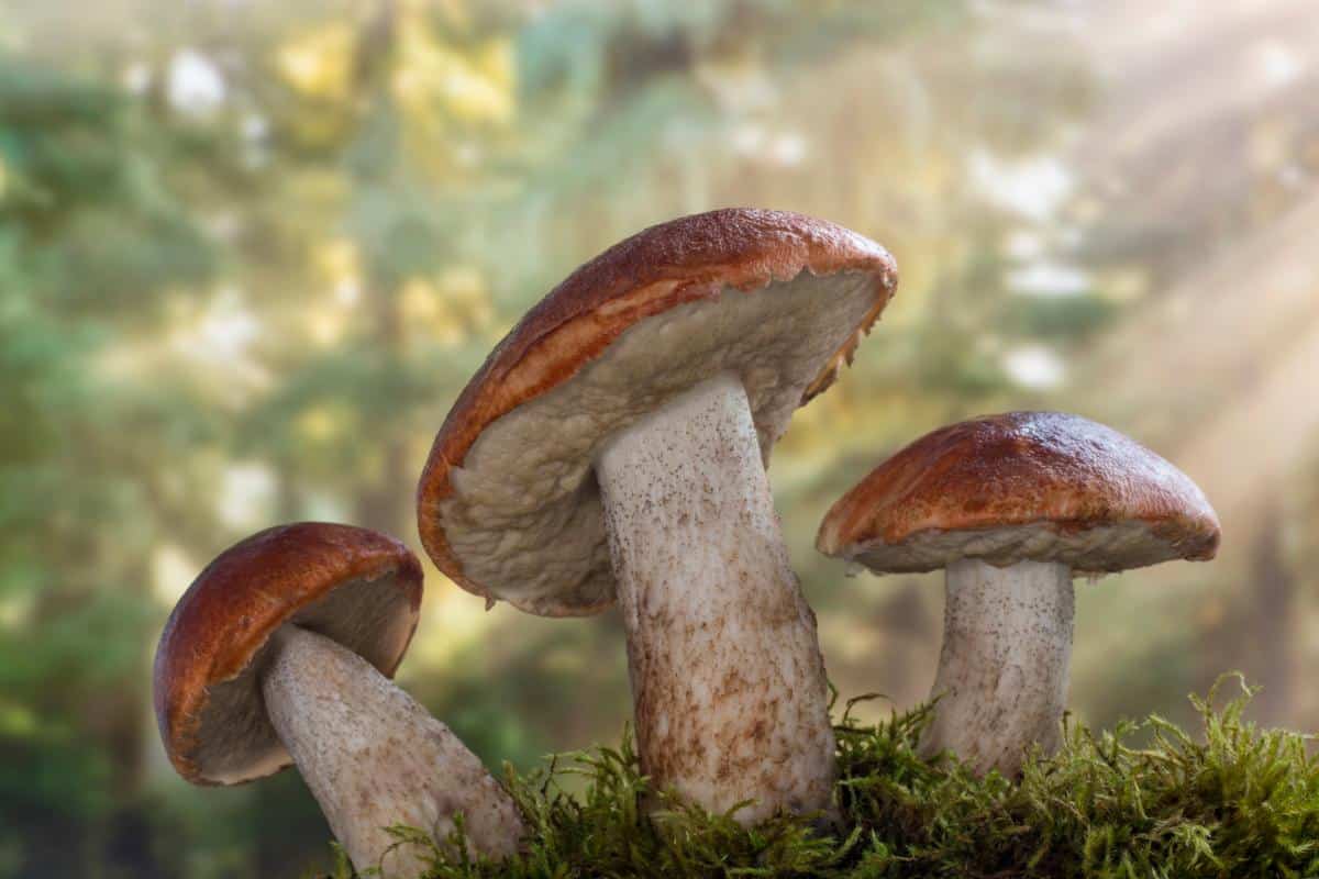 aspen bolete scaber stalk