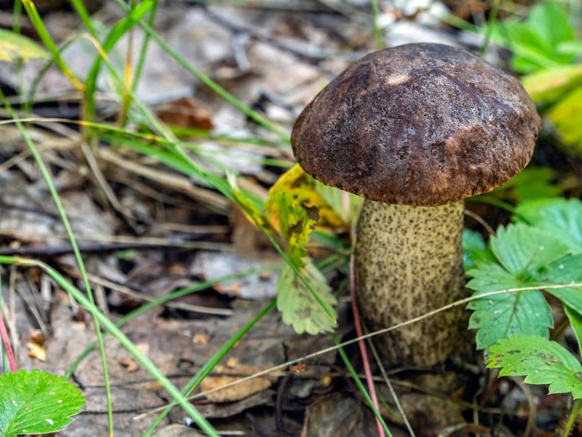 scaberstalk bolete