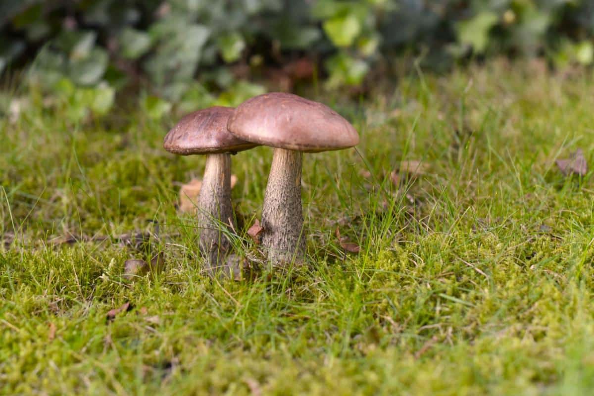 leccinum species
