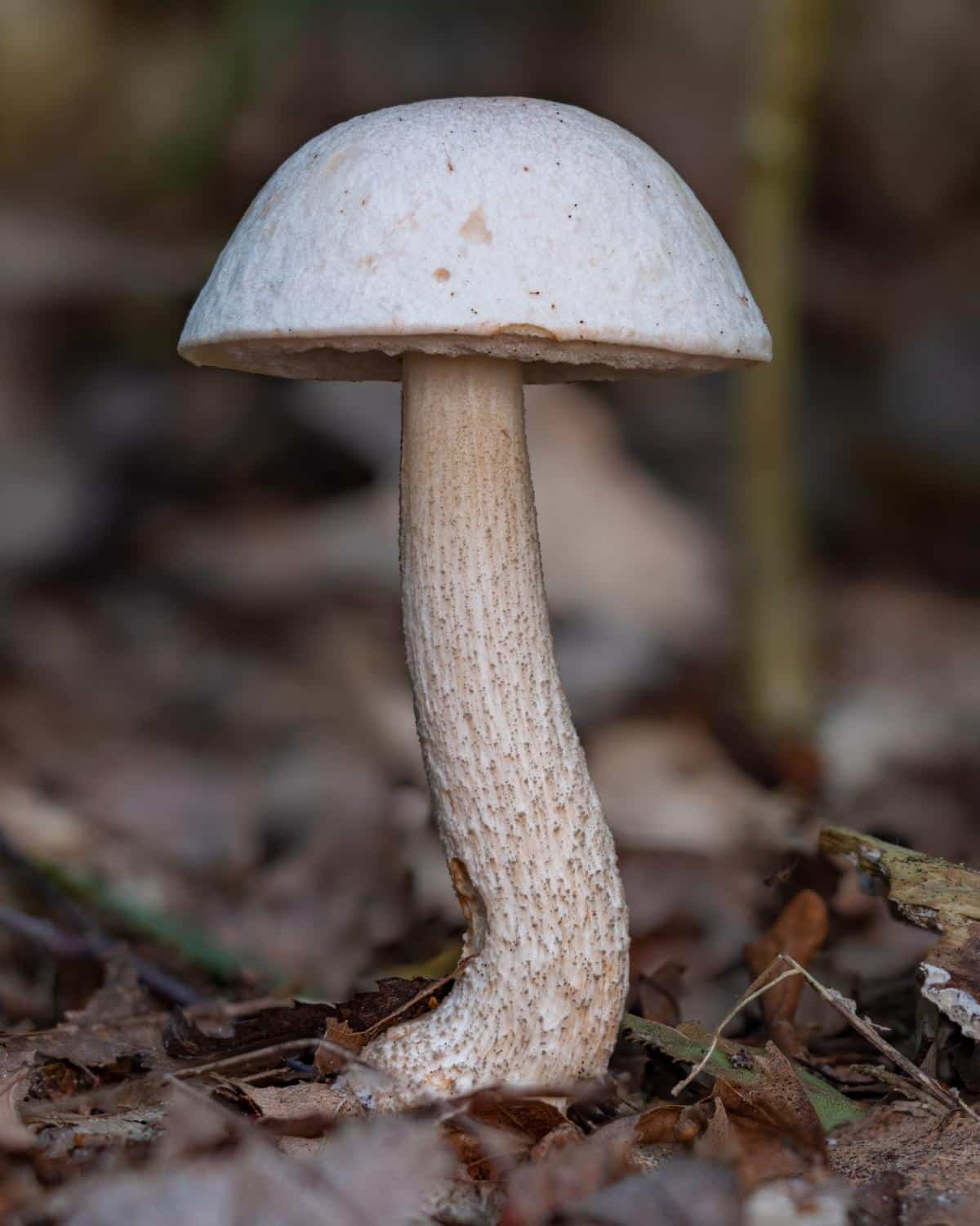 ghost bolete