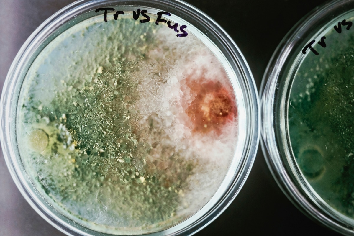trichoderma