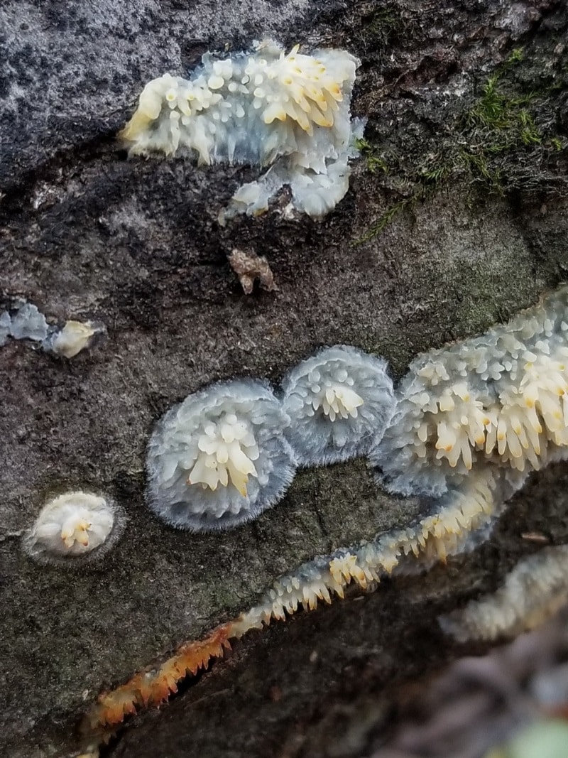 Radulomyces copelandii