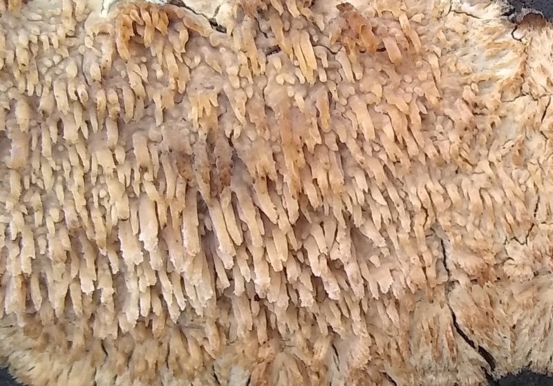 Radulomyces copelandii